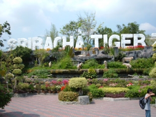 Тигровый зоопарк Сирача (Sriracha Tiger Zoo Pattaya)