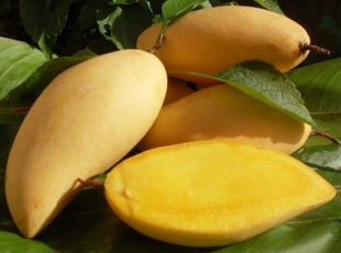 Как кушать манго и каким он бывает в Тайланде
