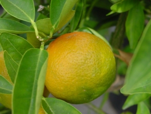 Танжерины - тайский вариант мандарина