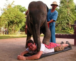 Тайский массаж слоном
